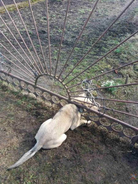 Спасатели помогли застрявшей в заборе собаке Спасатели помогли застрявшей в заборе собаке