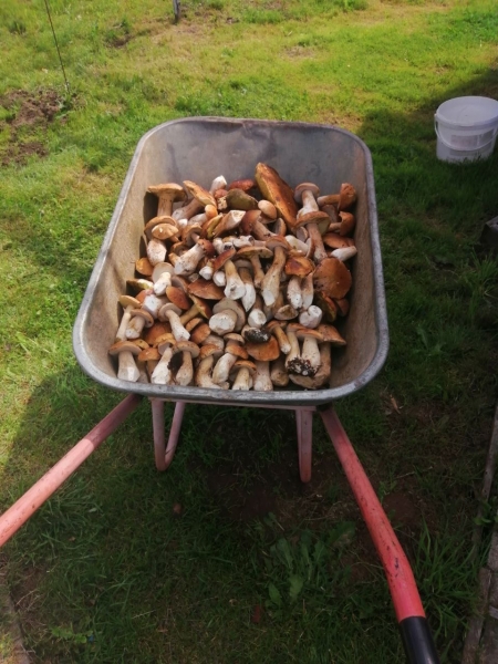 Белорусы собирают рекордные урожаи грибов Белорусы собирают рекордные урожаи грибов