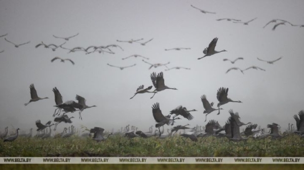 Первых перелетных птиц заметили в Беловежской пуще и окрестностях Первых перелетных птиц заметили в Беловежской пуще и окрестностях
