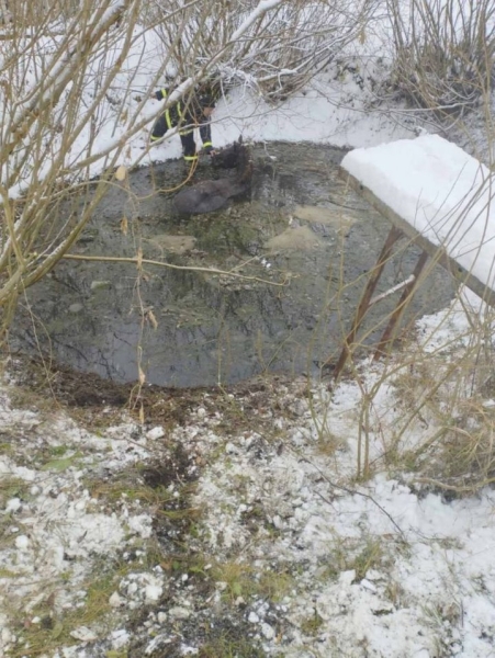 Спасатели пришли на помощь попавшим в ловушки лебедю и лошади в Брестской области