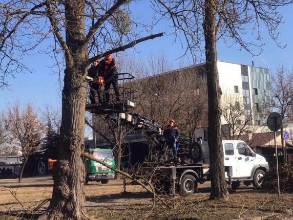 В Бресте завершаются работы по удалению и обрезке деревьев и кустарников В Бресте завершаются работы по удалению и обрезке деревьев и кустарников