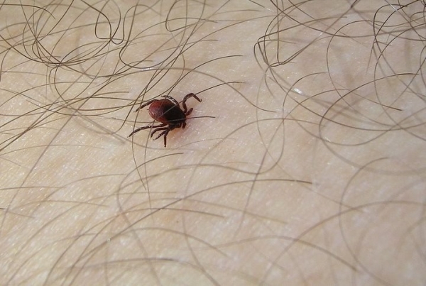 Где в Брестской области больше всего шансов заразиться клещевым энцефалитом? Где в Брестской области больше всего шансов заразиться клещевым энцефалитом?