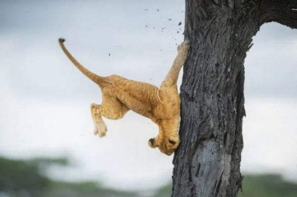 Какие фотографии животных признаны лучшими в 2022 году? Какие фотографии животных признаны лучшими в 2022 году?