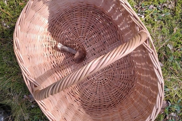 Белорусы собирают рекордные урожаи грибов Белорусы собирают рекордные урожаи грибов