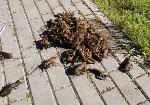 Жители Щучина заплатят 320 рублей за раков, выловленных руками и отпущенных обратно в воду Жители Щучина заплатят 320 рублей за раков, выловленных руками и отпущенных обратно в воду