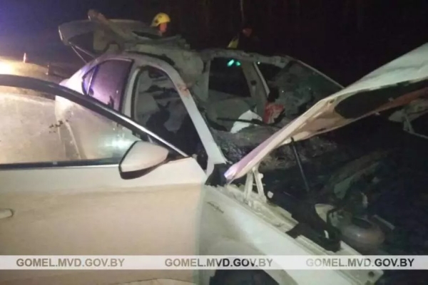 Наезд на лося в Гомельской области: погиб пассажир, водитель в реанимации Наезд на лося в Гомельской области: погиб пассажир, водитель в реанимации