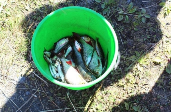 В Пинском районе задержан добывавший рыбу острогой браконьер В Пинском районе задержан добывавший рыбу острогой браконьер