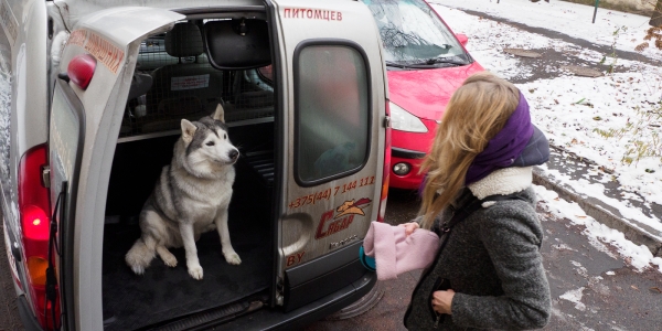 «Жирная тема» или сплошные убытки? Разбираемся, почему в Беларуси почти нет зоотакси «Жирная тема» или сплошные убытки? Разбираемся, почему в Беларуси почти нет зоотакси