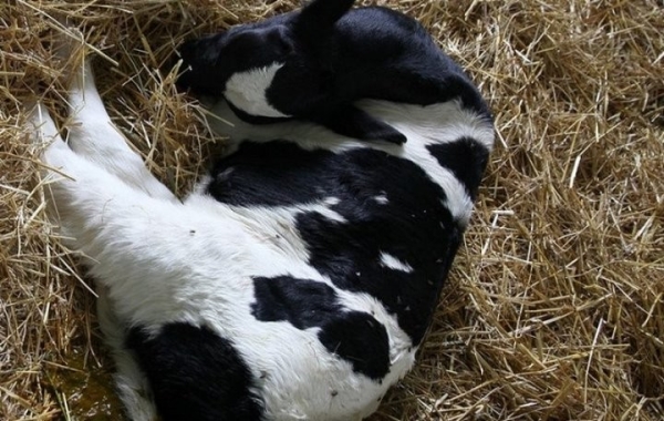 На одном из предприятий Брестчины пропали 226 голов скота. Более 340 тыс. рублей ущерба На одном из предприятий Брестчины пропали 226 голов скота. Более 340 тыс. рублей ущерба