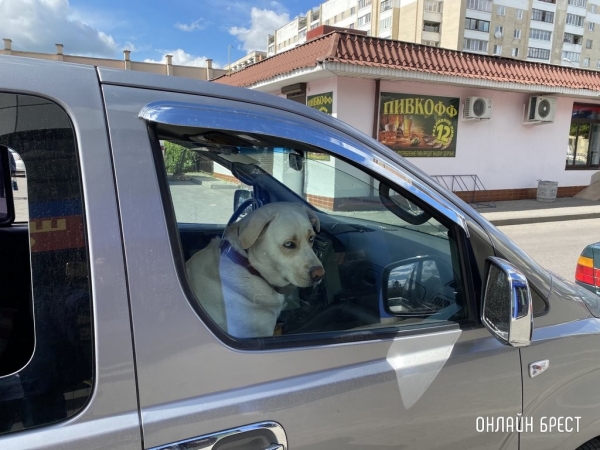 Обязательная вакцинация и чипирование: в Беларуси готовят новый закон о домашних животных Обязательная вакцинация и чипирование: в Беларуси готовят новый закон о домашних животных