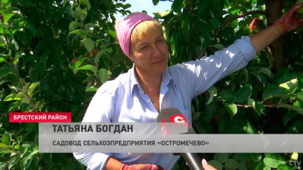Приходится работать в 30-градусную жару. Как возле Бреста убирают урожай яблок