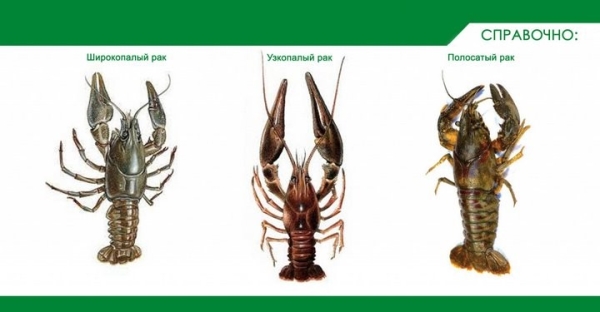 Жители Щучина заплатят 320 рублей за раков, выловленных руками и отпущенных обратно в воду Жители Щучина заплатят 320 рублей за раков, выловленных руками и отпущенных обратно в воду