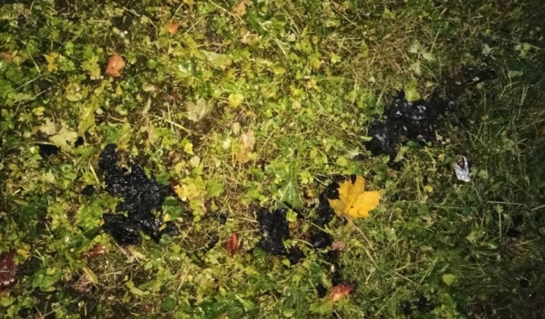 Избил, поджег, а после пытался закопать в погребе. Убийство с особой жестокостью произошло в Беларуси Избил, поджег, а после пытался закопать в погребе. Убийство с особой жестокостью произошло в Беларуси