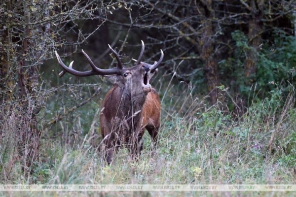 Житель Пружанского района застрелил благородного оленя в Беловежской пуще Житель Пружанского района застрелил благородного оленя в Беловежской пуще
