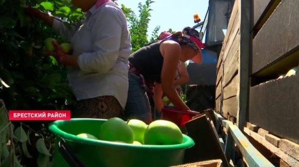 Приходится работать в 30-градусную жару. Как возле Бреста убирают урожай яблок