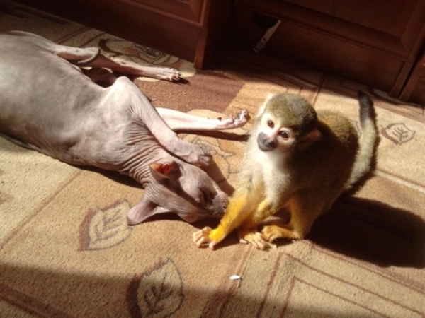 «Иногда даже забываем, что он не человек». Какие экзотические животные живут в квартирах у белорусов «Иногда даже забываем, что он не человек». Какие экзотические животные живут в квартирах у белорусов