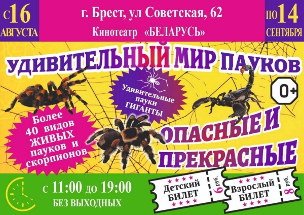 Нашествие пауков-гигантов, скорпионов, ящериц и тарантулов в Бресте. Приходи на выставку «Опасные и прекрасные» в кинотеатре «Беларусь» Нашествие пауков-гигантов, скорпионов, ящериц и тарантулов в Бресте. Приходи на выставку «Опасные и прекрасные» в кинотеатре «Беларусь»