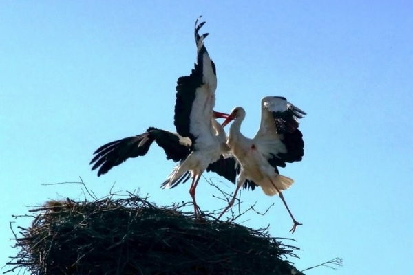 «Одного убили, второго ранили». Драку между… аистами наблюдали в Брестской области «Одного убили, второго ранили». Драку между… аистами наблюдали в Брестской области