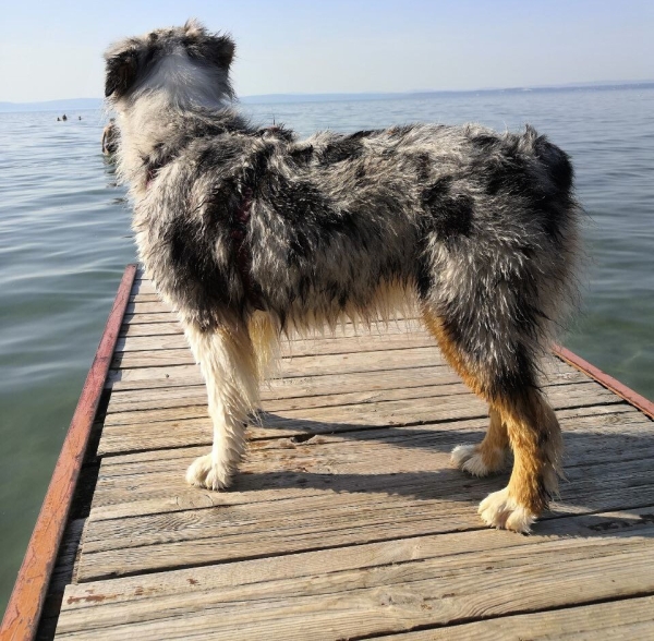 «Да хоть с крокодилом! Главное, чтобы в кабине было чисто!» Белоруска ушла в дальнобой и ездит... с собакой «Да хоть с крокодилом! Главное, чтобы в кабине было чисто!» Белоруска ушла в дальнобой и ездит... с собакой