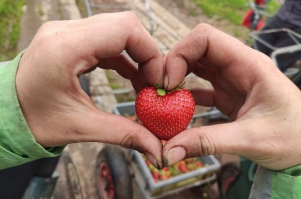 680 долларов в неделю. Белорус рассказал, как собирал клубнику в Англии 680 долларов в неделю. Белорус рассказал, как собирал клубнику в Англии