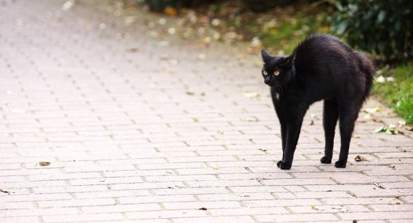 Что означает пятница 13-е? История и традиции страшного дня Что означает пятница 13-е? История и традиции страшного дня