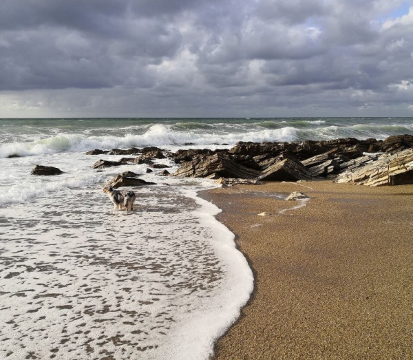 «Да хоть с крокодилом! Главное, чтобы в кабине было чисто!» Белоруска ушла в дальнобой и ездит... с собакой «Да хоть с крокодилом! Главное, чтобы в кабине было чисто!» Белоруска ушла в дальнобой и ездит... с собакой