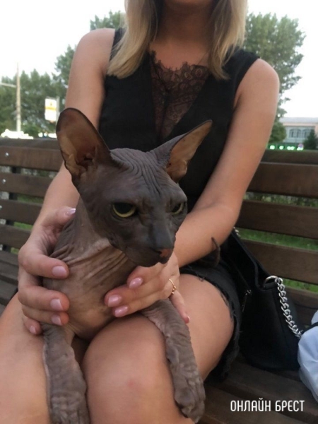 Читатель: Нашли канадского сфинкса в Бресте на Машерова, 34. Чей?
Читатель: Нашли канадского сфинкса в Бресте на Машерова, 34. Чей?