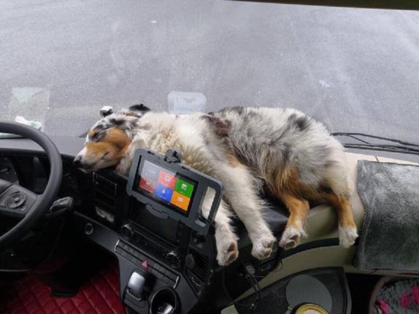 «Да хоть с крокодилом! Главное, чтобы в кабине было чисто!» Белоруска ушла в дальнобой и ездит... с собакой «Да хоть с крокодилом! Главное, чтобы в кабине было чисто!» Белоруска ушла в дальнобой и ездит... с собакой