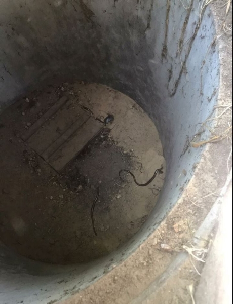 В Брестской области спасатели извлекли змей из колодца В Брестской области спасатели извлекли змей из колодца